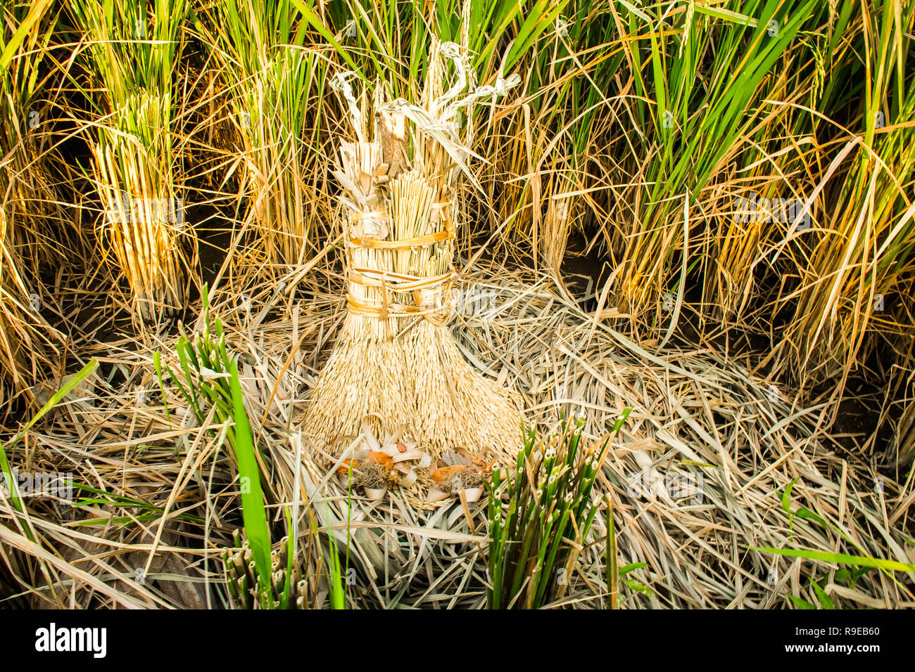 Les plants de riz frais libre avant la récolte, Ubud, Bali, Indonésie Banque D'Images