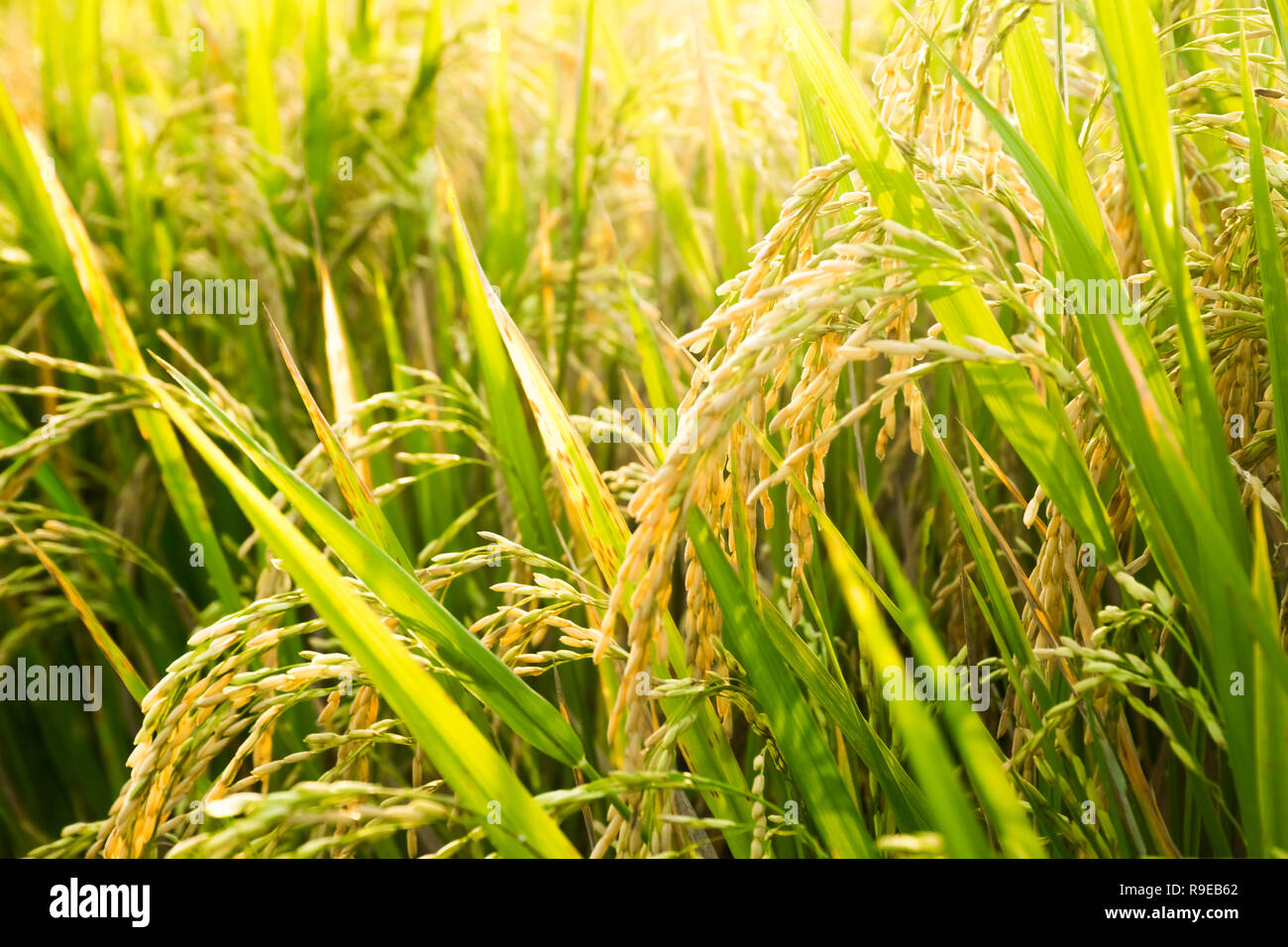 Les plants de riz frais libre avant la récolte, Ubud, Bali, Indonésie Banque D'Images