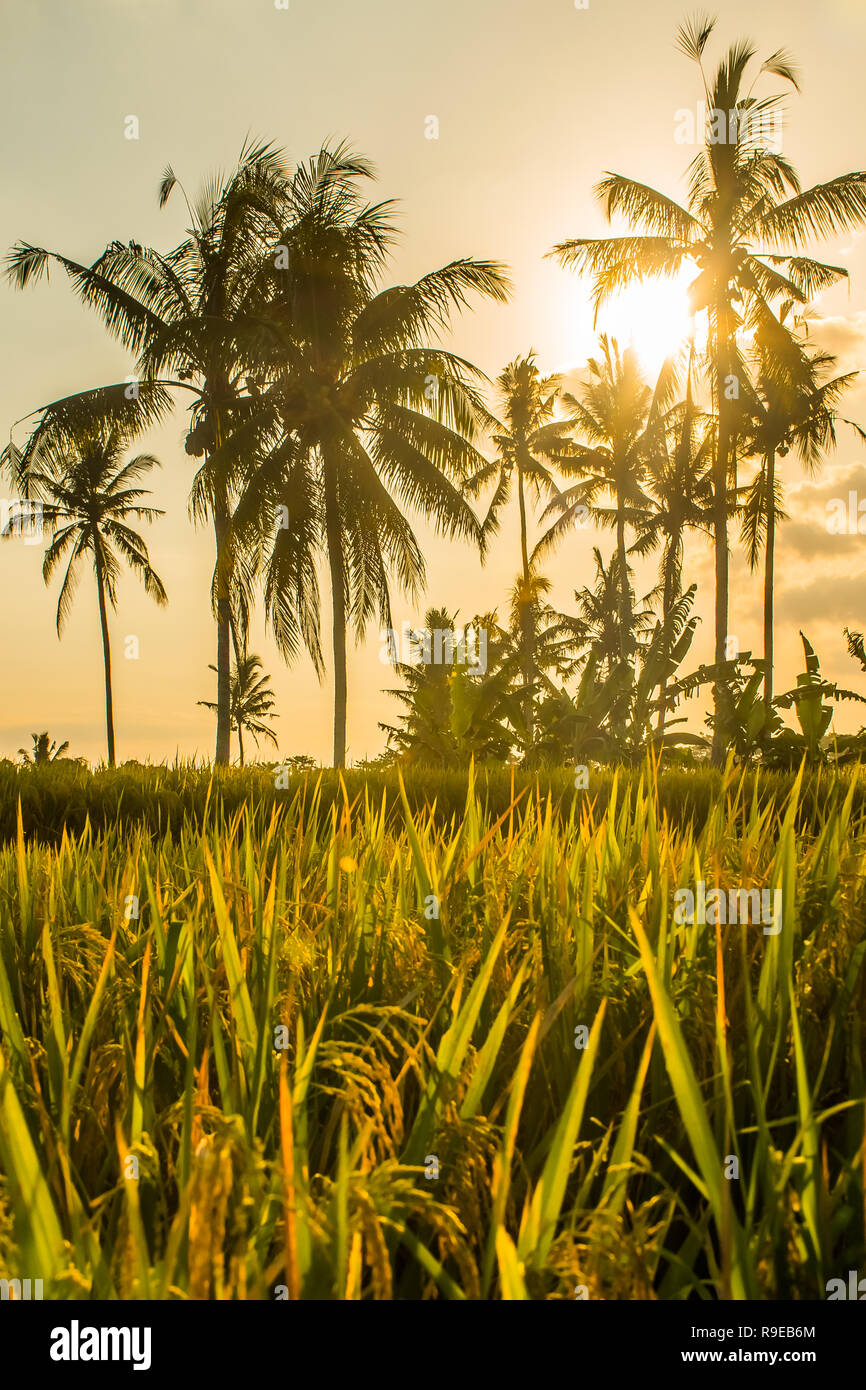 Tropicla palms et champs de riz doré frais avant la récolte près de Ubud, Bali Banque D'Images