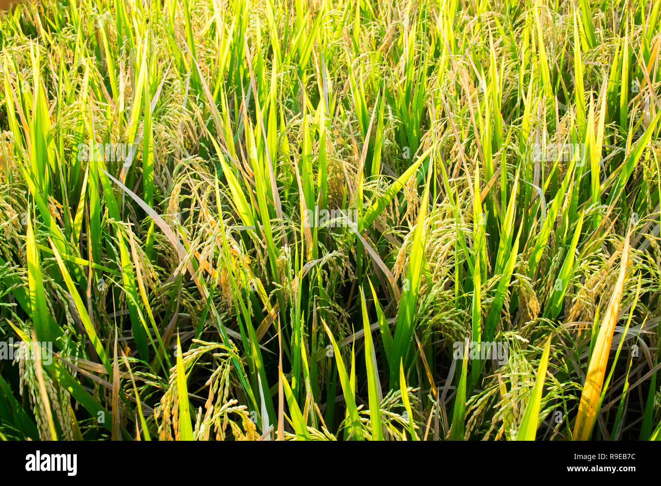 Les plants de riz frais libre avant la récolte, Ubud, Bali, Indonésie Banque D'Images