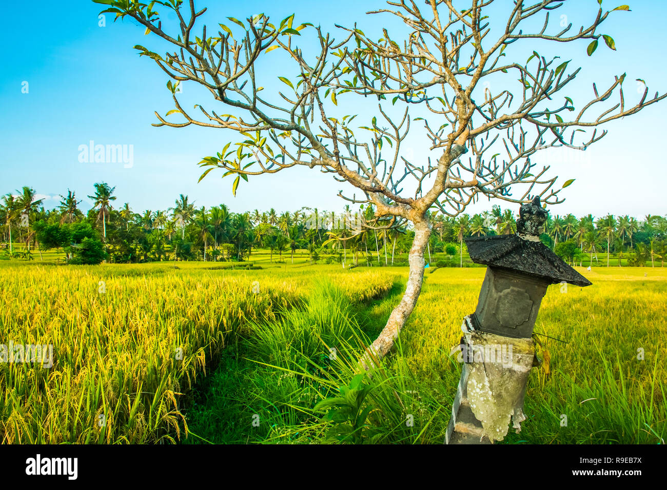 Tropicla palms et champs de riz doré frais avant la récolte près de Ubud, Bali Banque D'Images