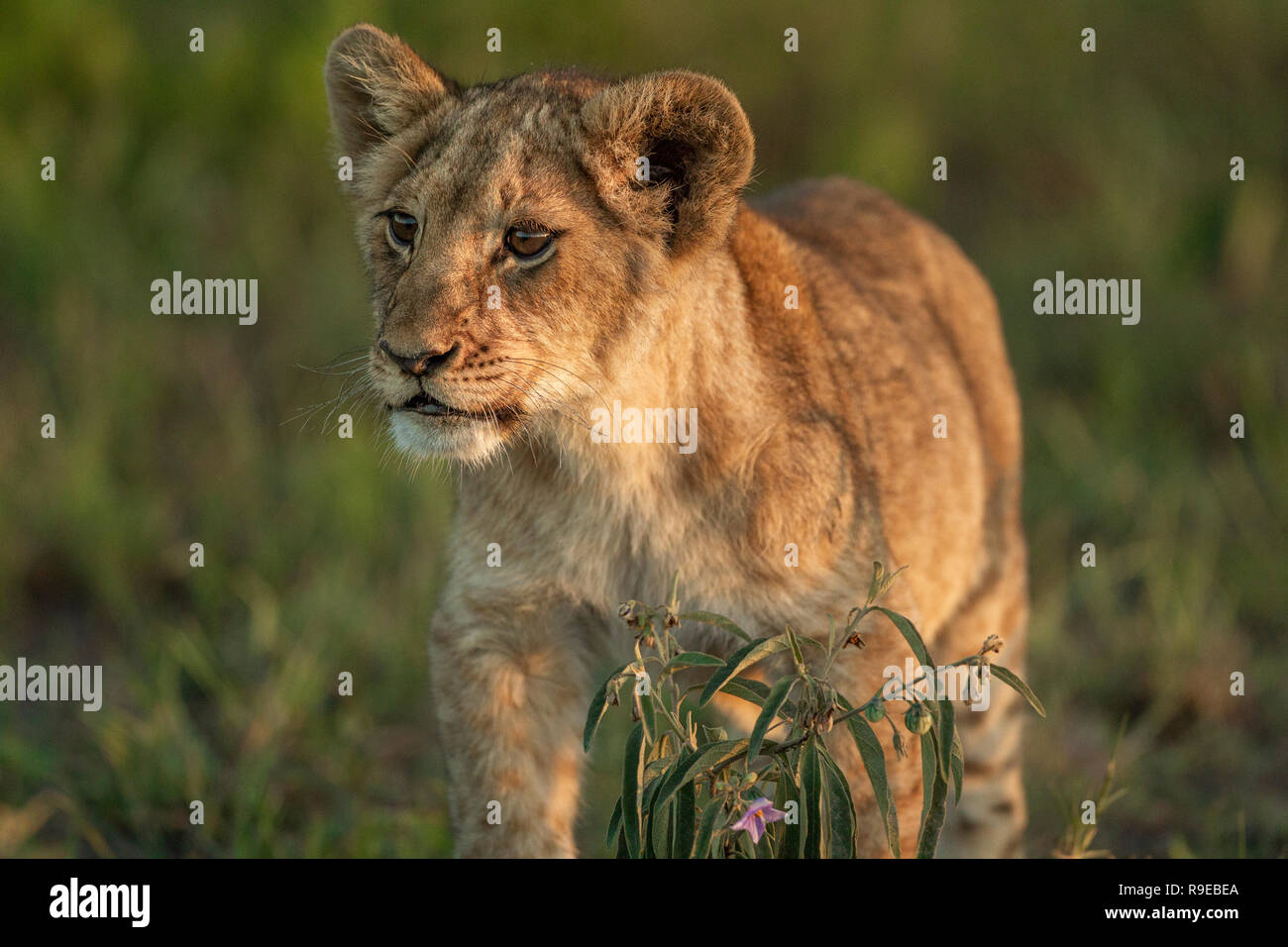 joli lion de bébé debout dans l'herbe au coucher du soleil vue dehors Banque D'Images