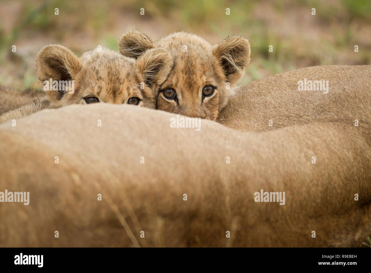 deux adorables petits lions boivent du lait pendant que leur mère la lionne est couchée Banque D'Images