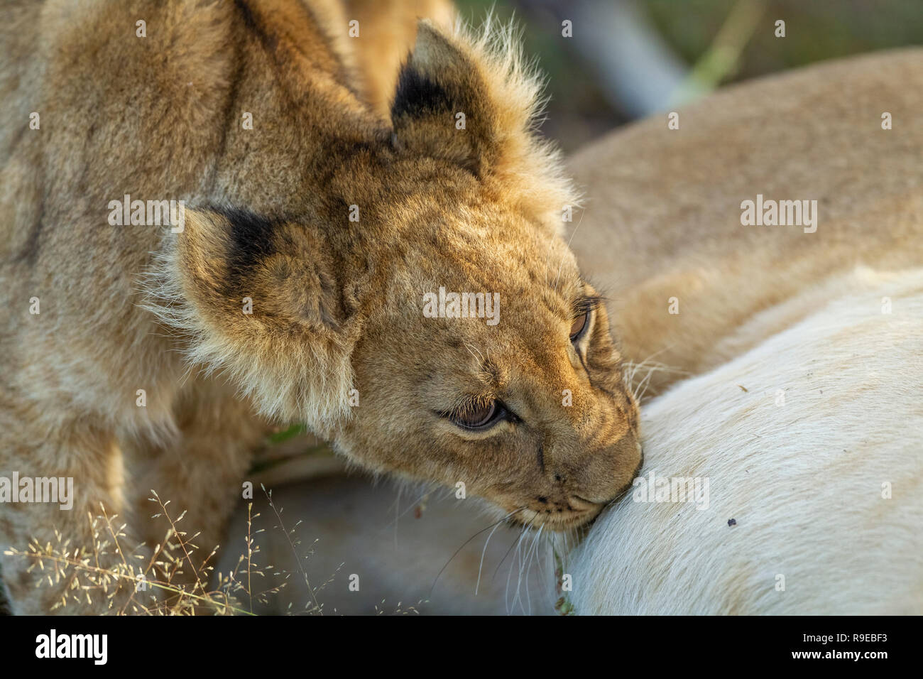 Sweet Lion Banque D Image Et Photos Alamy Sweet Lion Banque D Image Et Photos Alamy