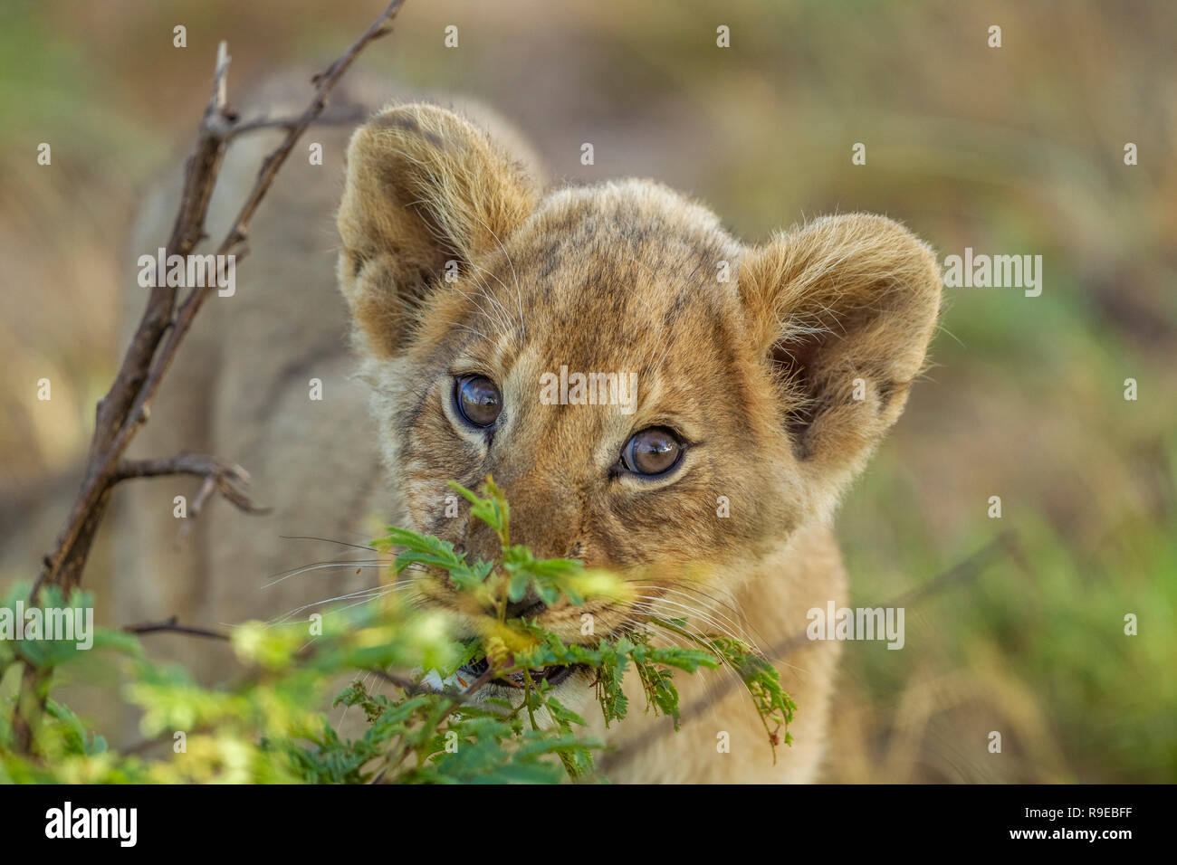 Mignon Petit Lion De Bebe Qui Se Cache Derriere Un Buisson Et Regarde Curieusement A La Camera Photo Stock Alamy