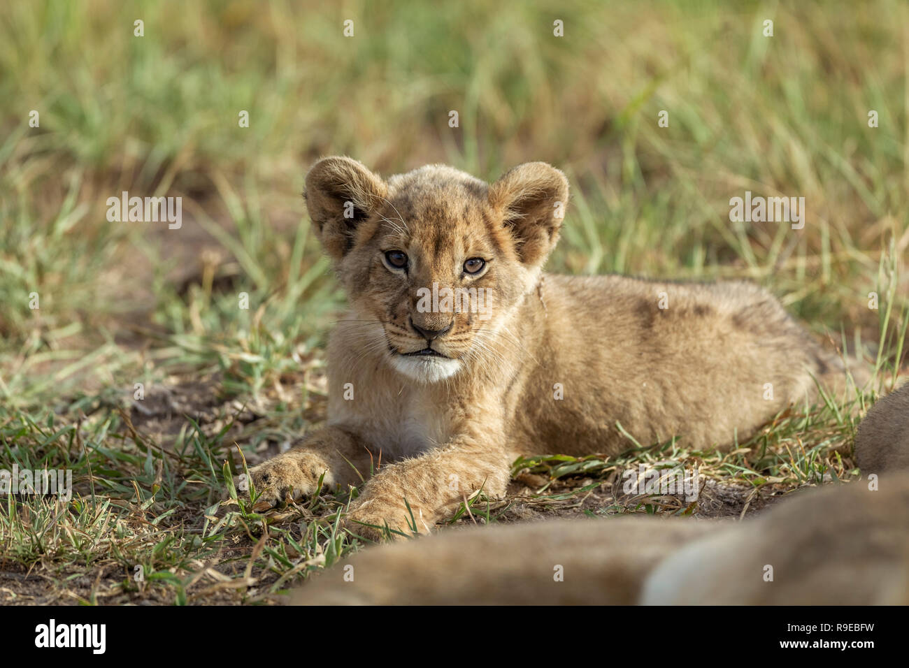 mignon bébé lion cub couché dans l'herbe regardant à l'appareil curieusement Banque D'Images