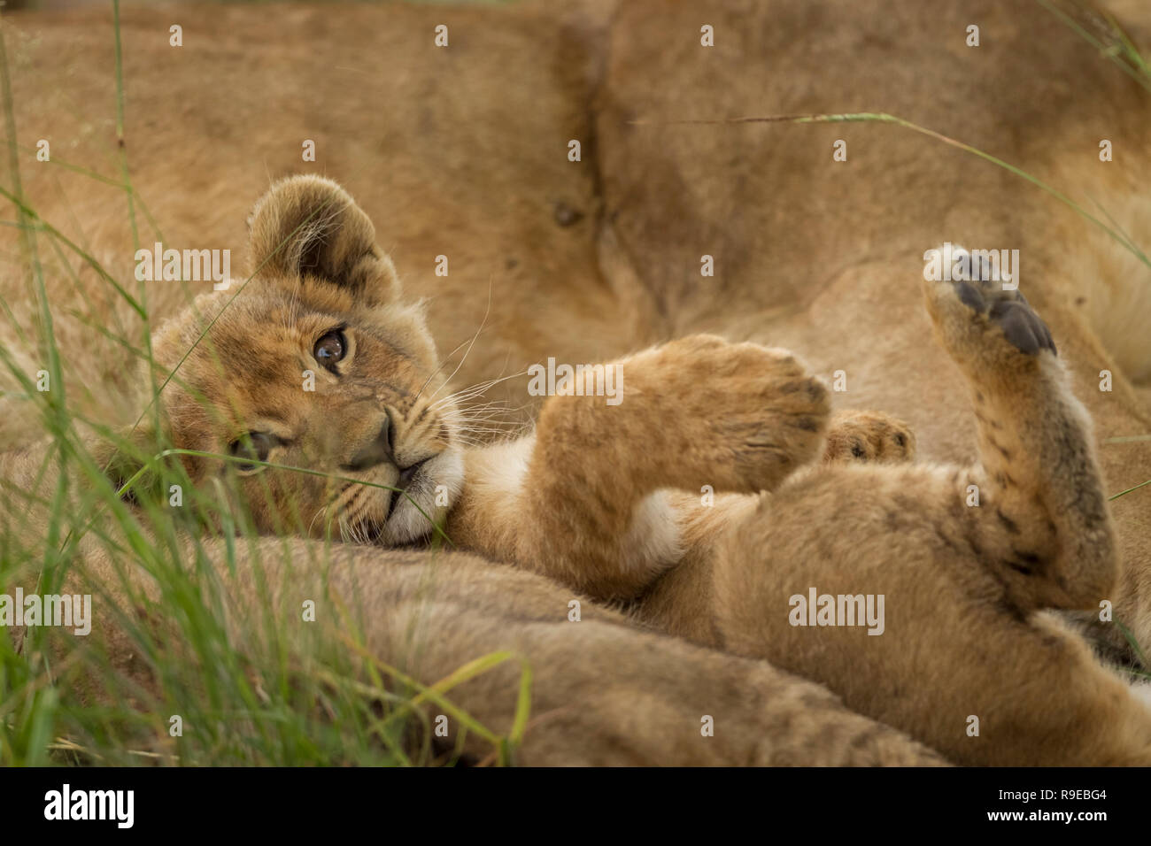 Mignon Bebe Lion Cub Allonge Entre Les Lions Sur Son Dos Avec Les Pattes Vers Le Haut Photo Stock Alamy