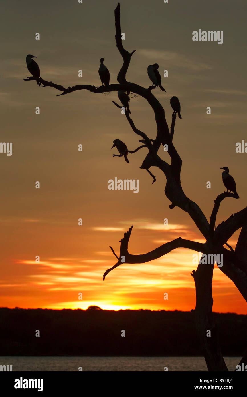 Silhouette d'un arbre mort dans l'eau avec les cormorans dormir au coucher du soleil Banque D'Images
