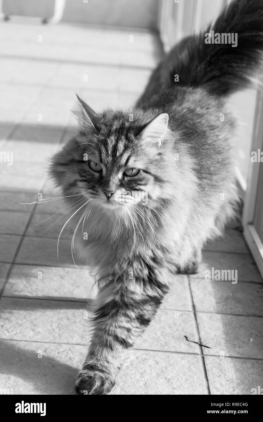 Chat Siberien De Betail De Race L Animal A L Exterieur Marche Hypoallergenique Photo Stock Alamy