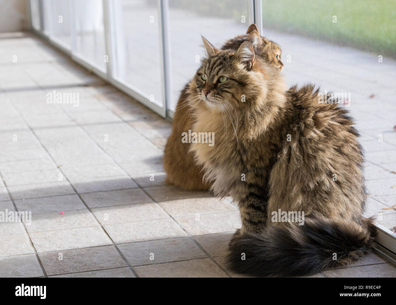 Chats Siberien Brown De L Elevage Les Animaux De Pure Race Hypoallergene Photo Stock Alamy
