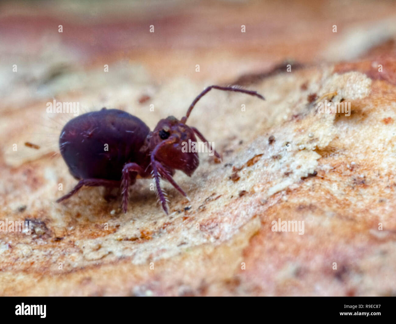 Un amas globulaire springtail pourpre (Ordre des Symphypleona) trouvés dans le Dorset Banque D'Images