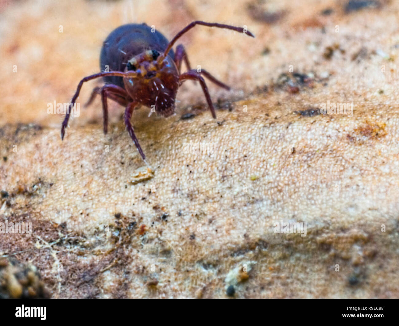 Globulaires pourpre springtail (Ordre des Symphypleona) face à l'appareil photo Banque D'Images