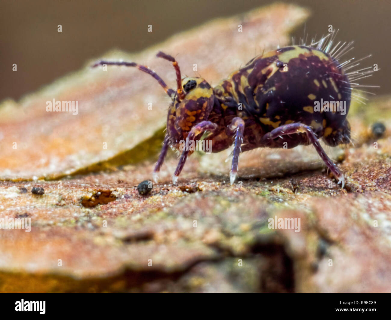 Sur le côté d'un amas globulaire springtail (Ordre des Symphypleona) Banque D'Images