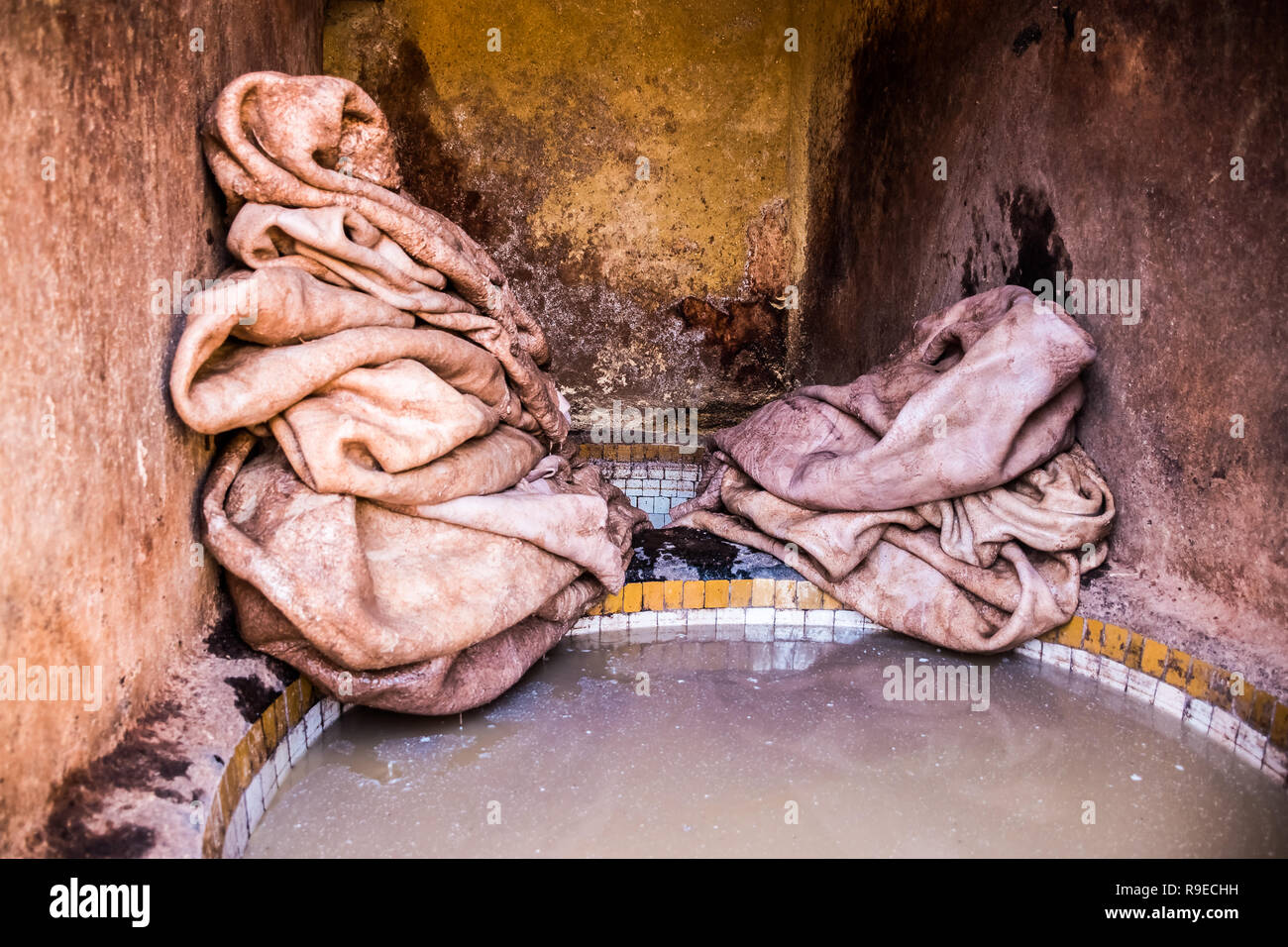 Processiong matières cuir à Tanneries de Fès, Maroc, Afrique Banque D'Images