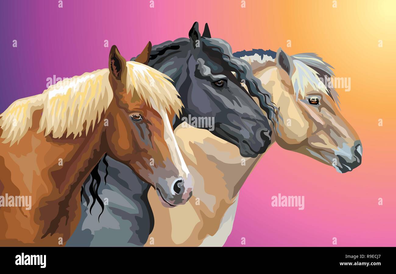 Série de portraits de vecteur coloré (races chevaux Fjord norvégien ; Poney cheval Frison, cheval du faisceau de Biélorussie) isolé sur fond dégradé Illustration de Vecteur
