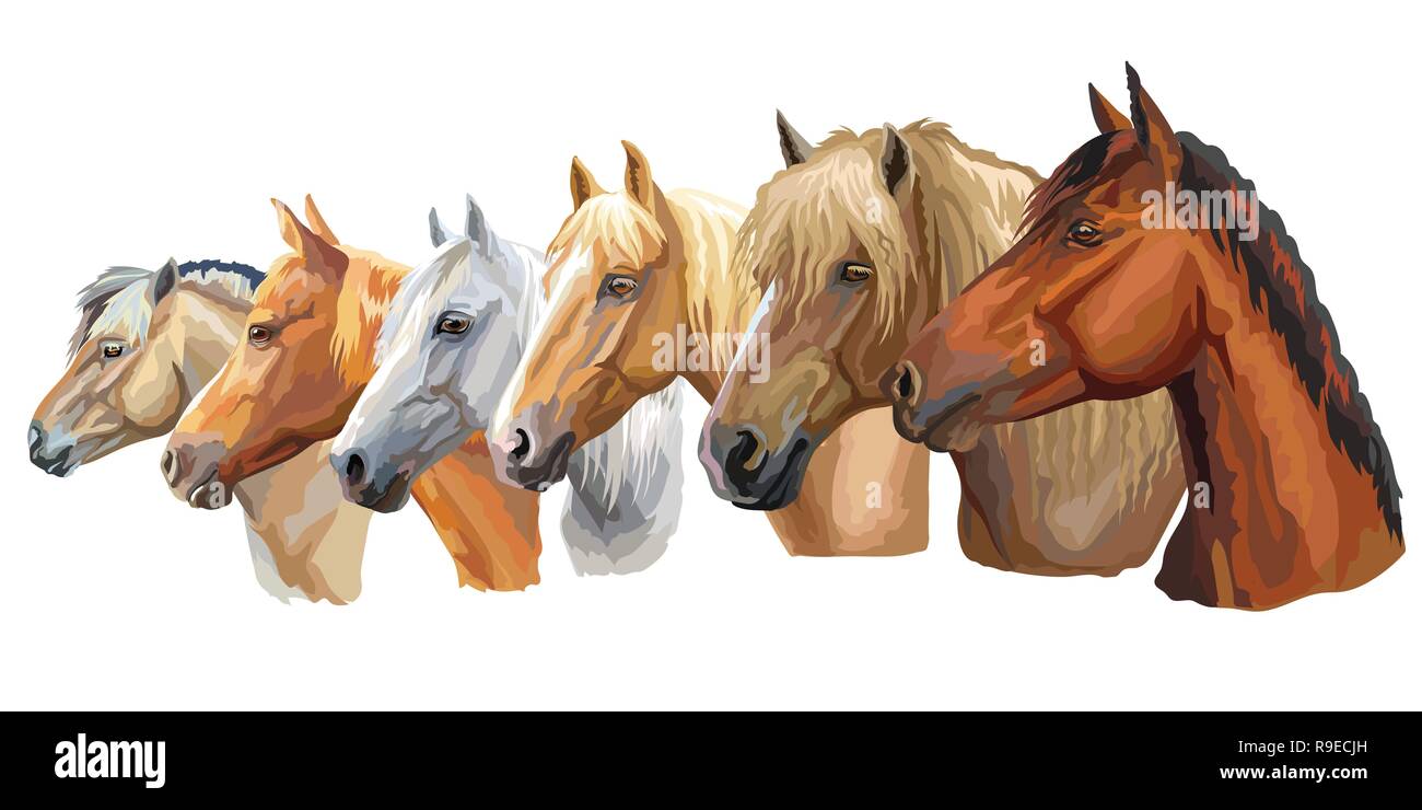 Série de portraits colorés des races de chevaux de vecteur à la recherche de profil (cheval de trait lourd russe ; faisceau de Biélorussie ; cheval cheval trotteur Orlov) isol Illustration de Vecteur