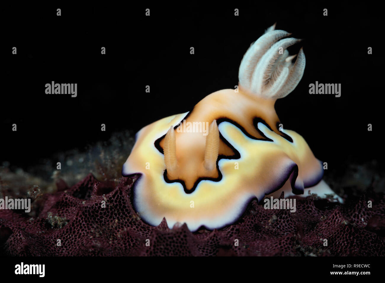 Paradis macro - Co's nudibranche chromodoris la photo en gros près de l'île de Bali, Indonésie Banque D'Images