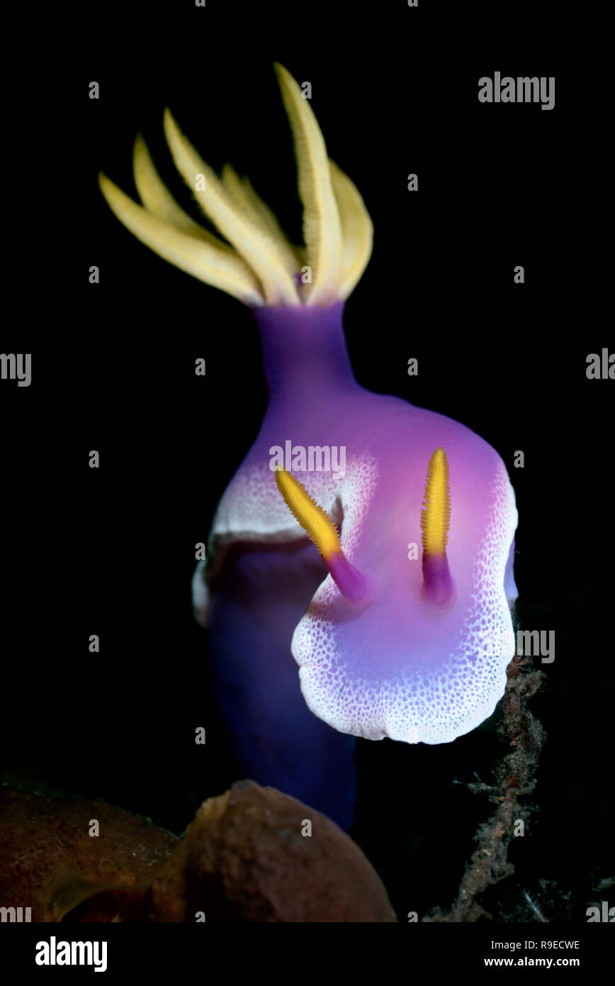 - Ourlet Robe Paradis macro hypselodoris nudibranch la photo en gros près de l'île de Bali, Indonésie Banque D'Images