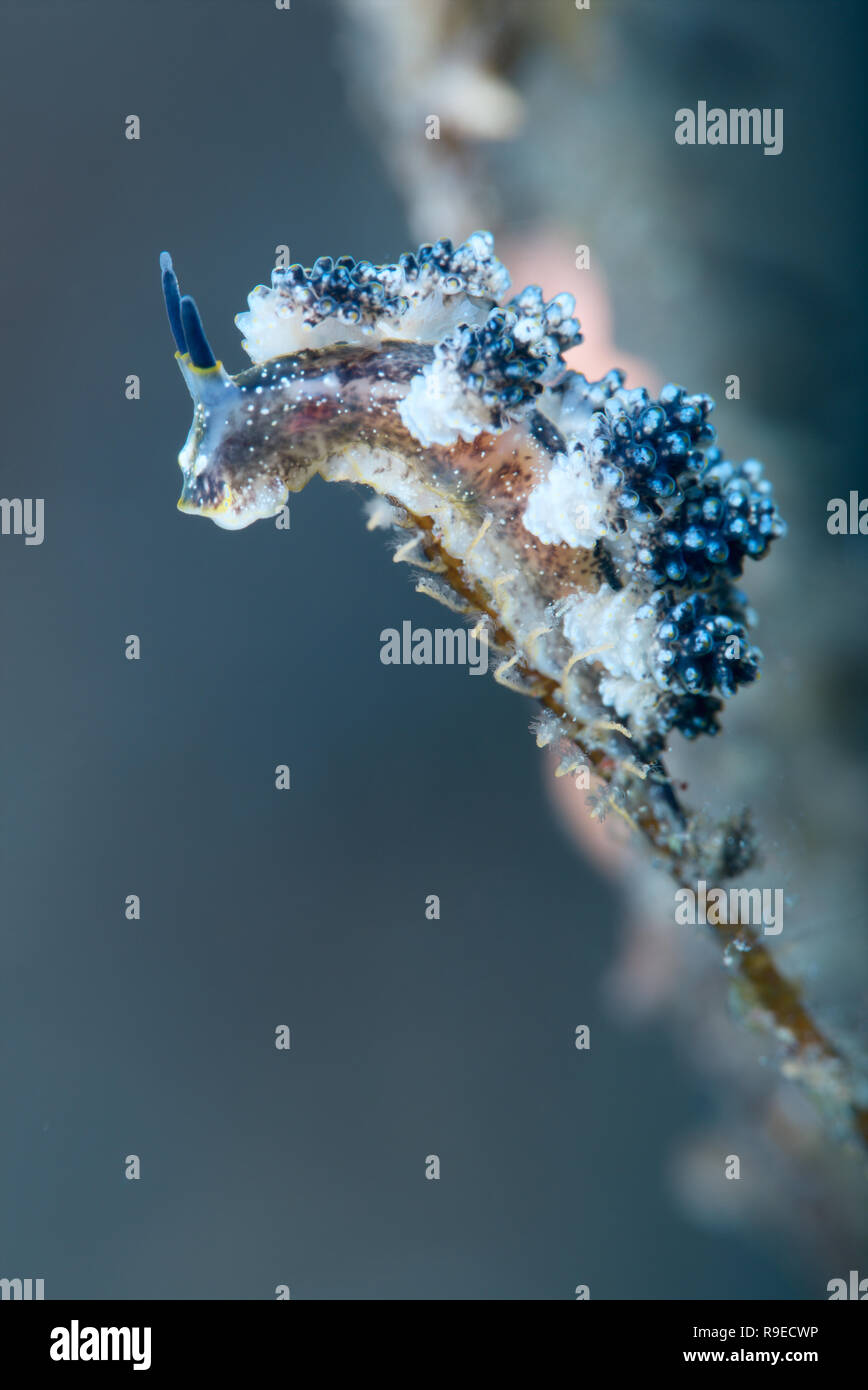 Nudibranche - Paradis macro la photo en gros près de l'île de Bali, Indonésie Banque D'Images