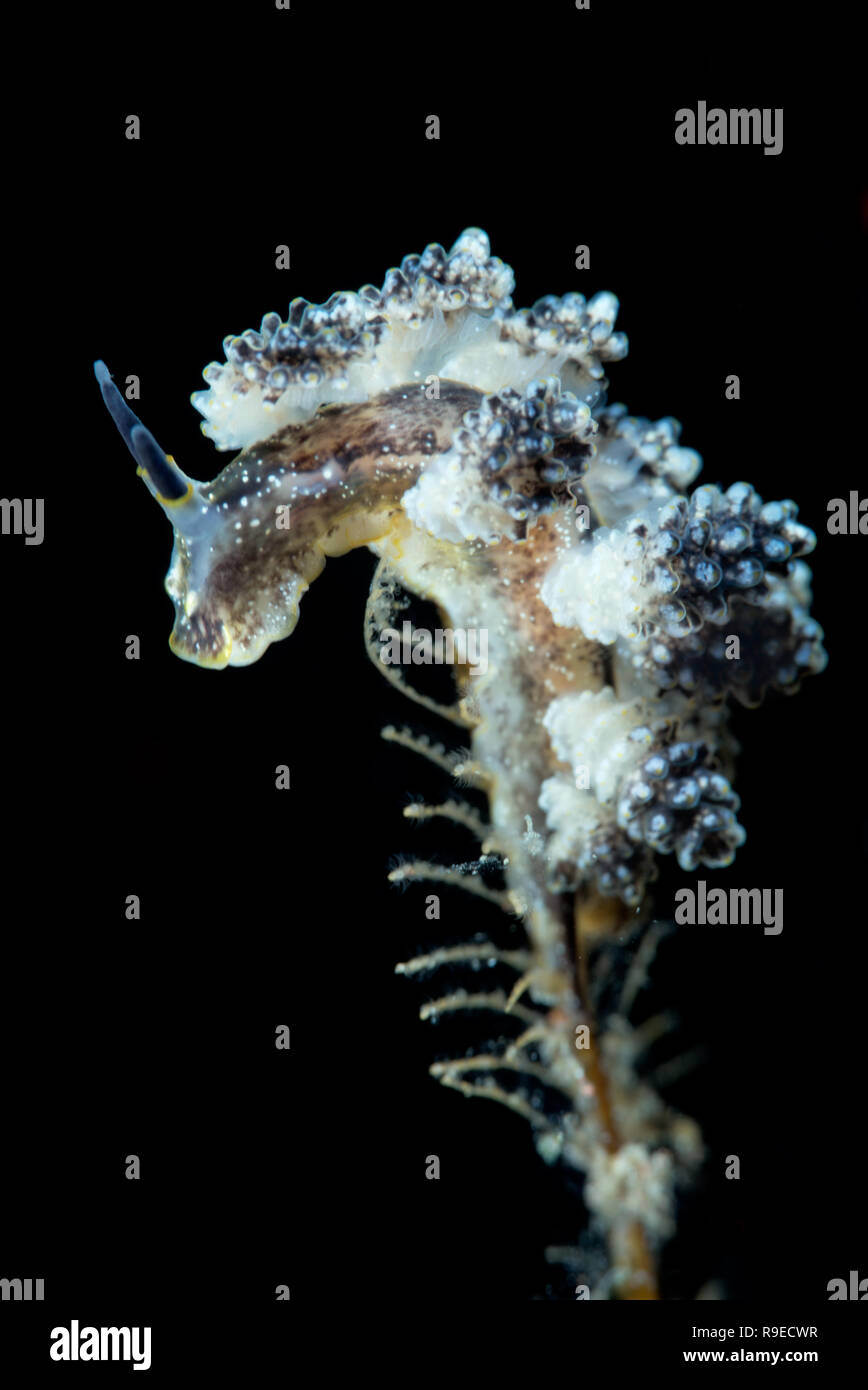 Nudibranche - Paradis macro la photo en gros près de l'île de Bali, Indonésie Banque D'Images