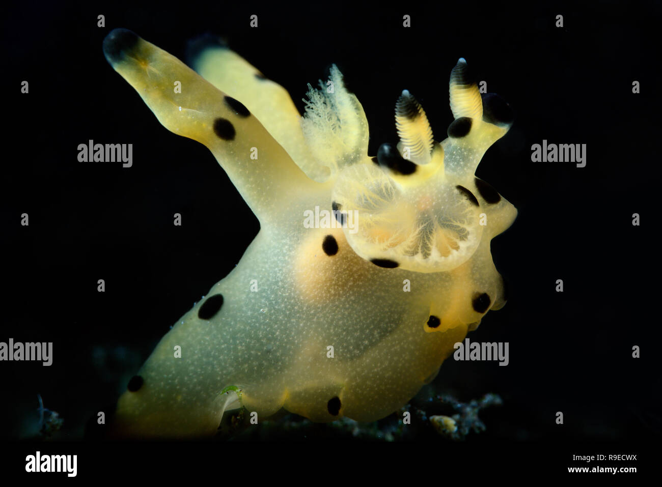 Paradis - Pokemon nudibranch macro la photo en gros près de l'île de Bali, Indonésie Banque D'Images