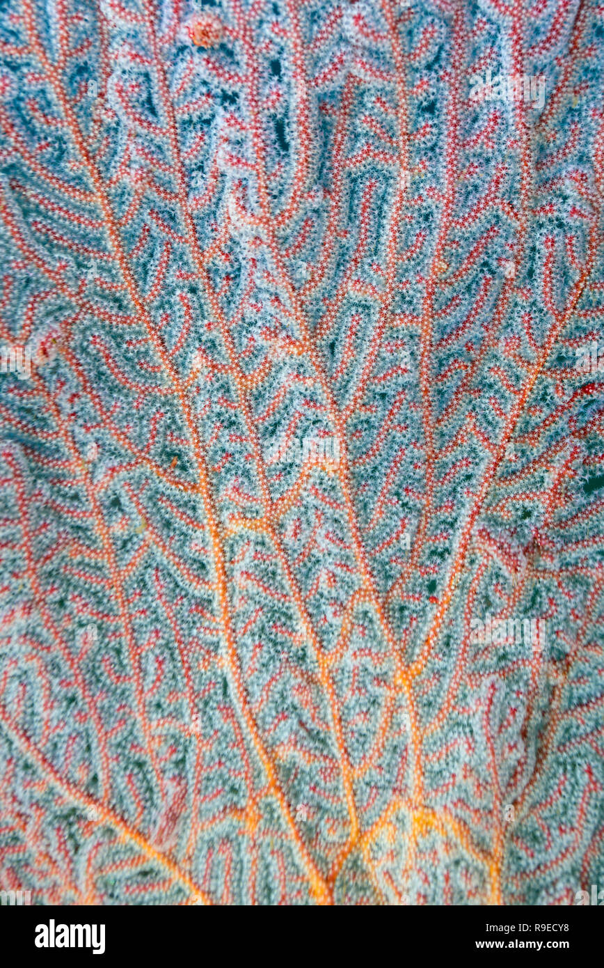 Gros plan du corail de ventilateur Banque D'Images