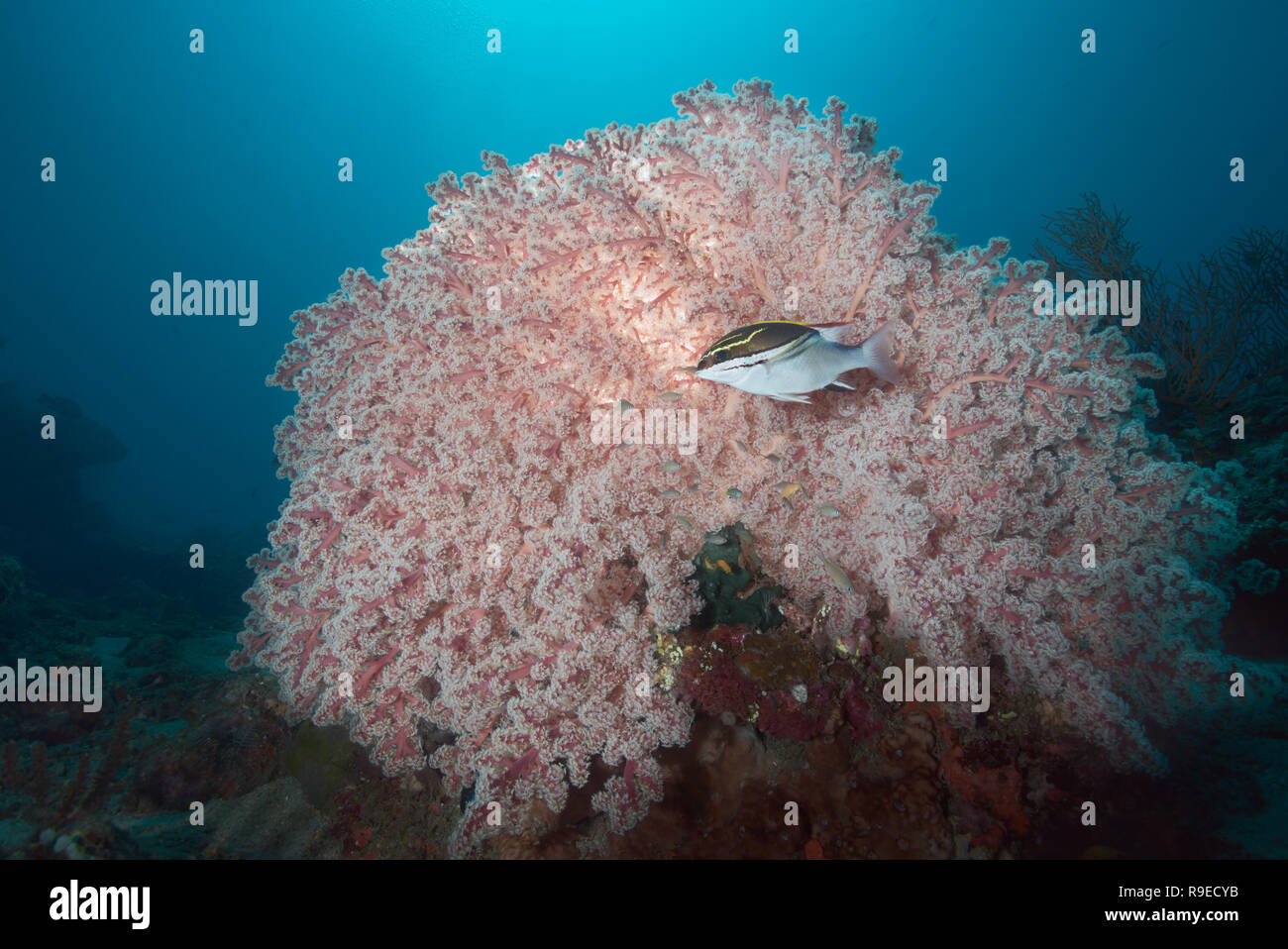 Corail mou énorme avec des poissons près de la côte de l'île de Bali en Indonésie. Banque D'Images