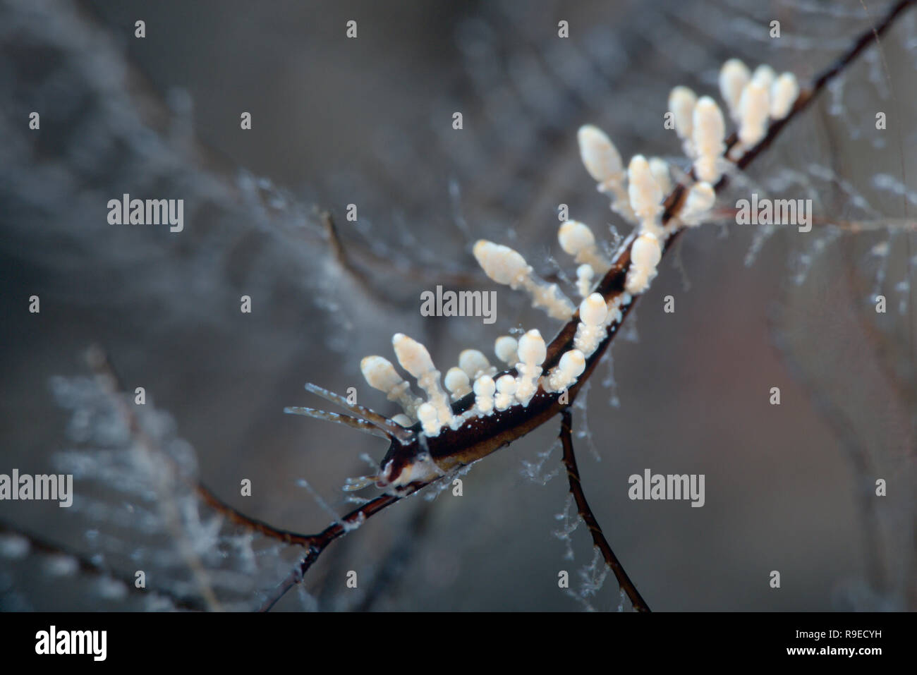 Paradis macro - Eubranchus sp. nudibranche se nourrissant d'hydroïde la photo en gros près de l'île de Bali, Indonésie Banque D'Images