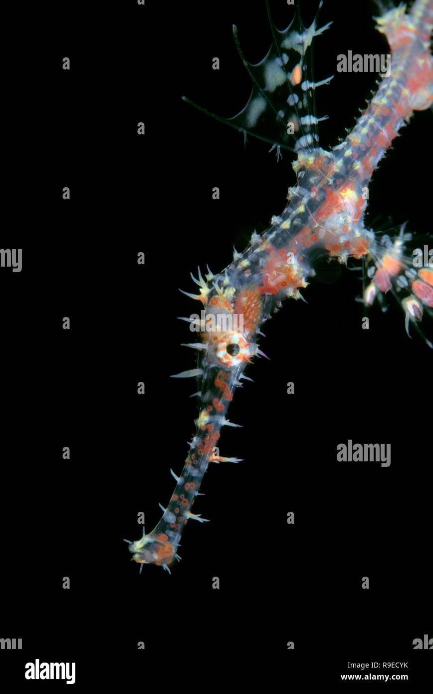 Syngnathe fantôme orné juvenile Banque D'Images