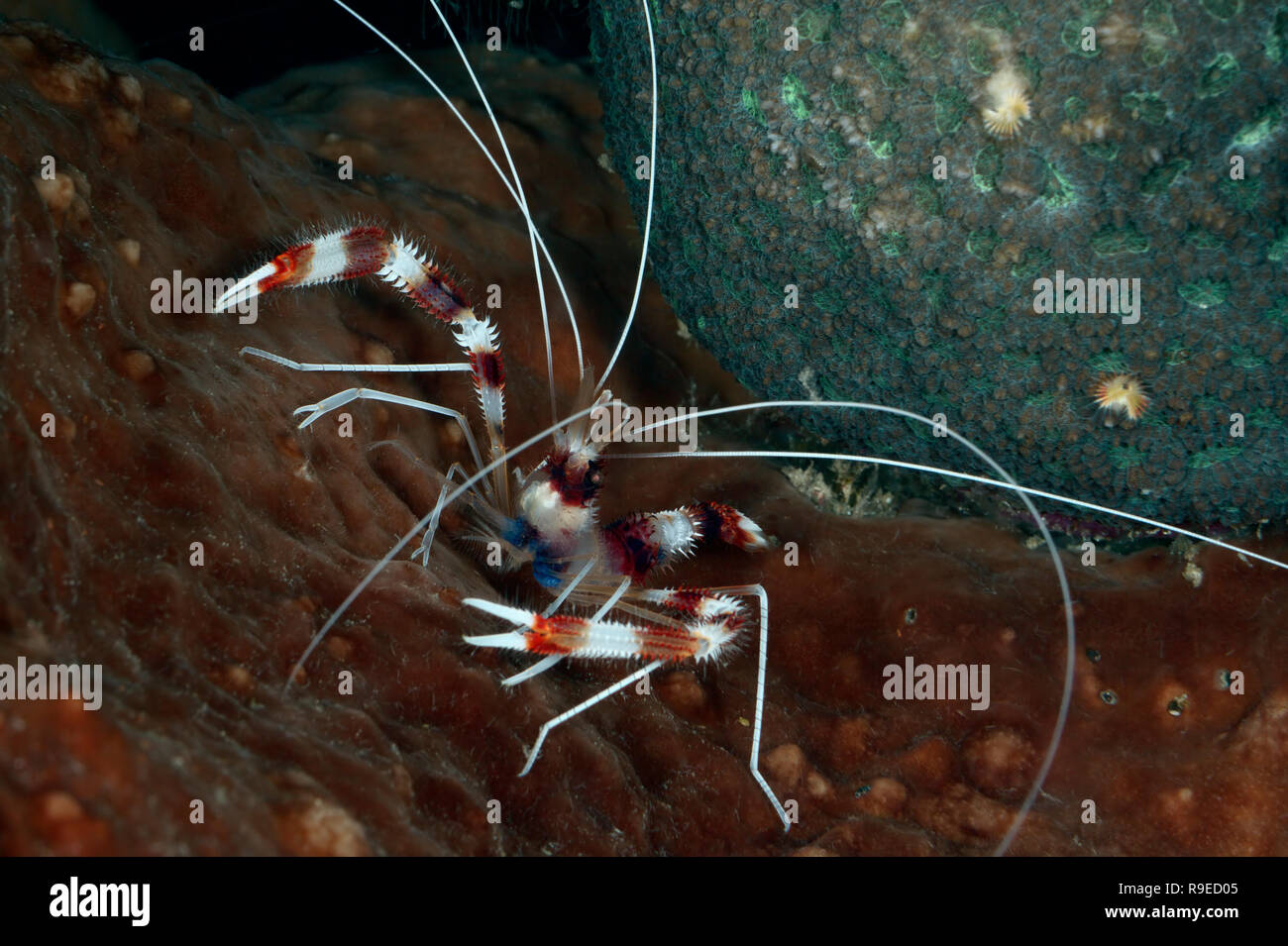 Crevettes boxer bagués dans le fourreau d'une éponge Banque D'Images