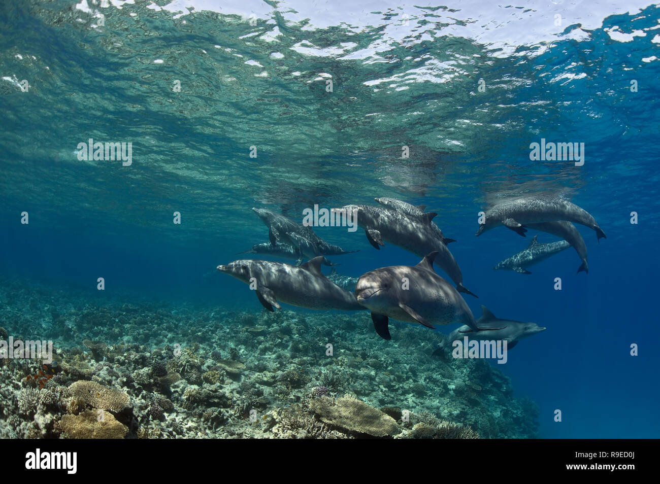 Un groupe de grands dauphins sauvages baignade dans les eaux cristallines de la Mer Rouge près de Hurghada, Egypte. Banque D'Images