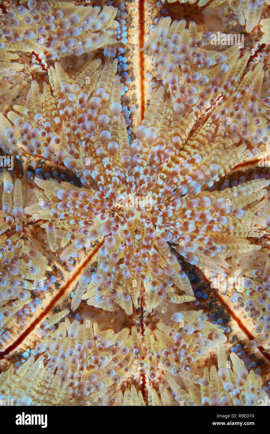 Image abstraite de l'oursin de mer toxiques Banque D'Images