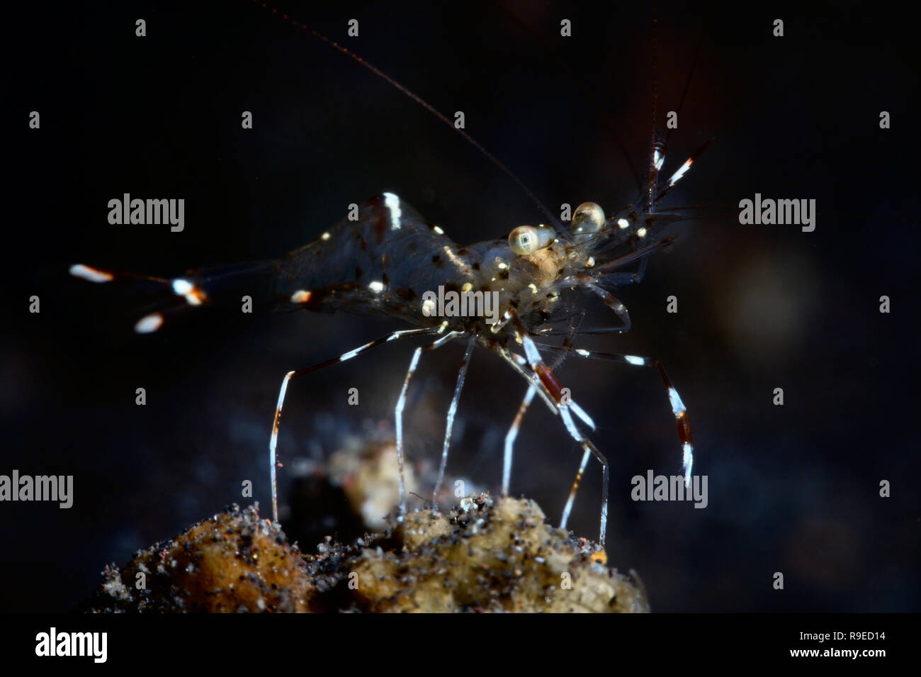 Nettoyage transparent la crevette sur le coral Banque D'Images