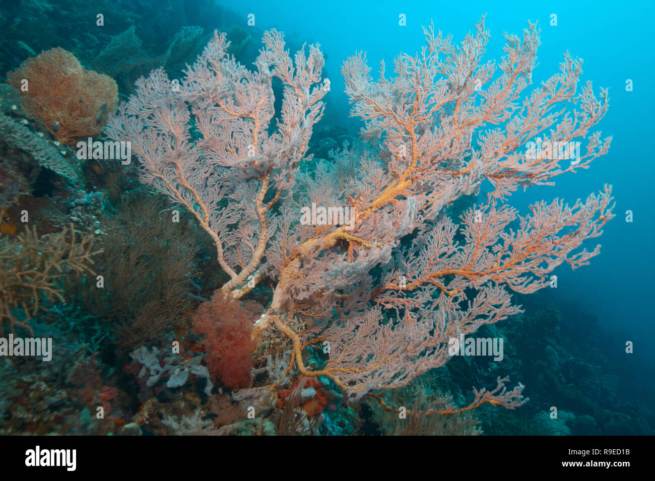 Santé de l'écosystème - barrière de corail près de l'île de Bali Banque D'Images