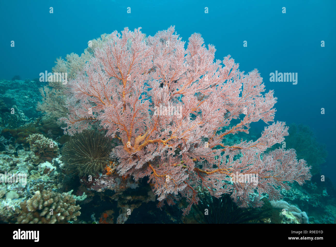 Santé de l'écosystème - barrière de corail près de l'île de Bali Banque D'Images