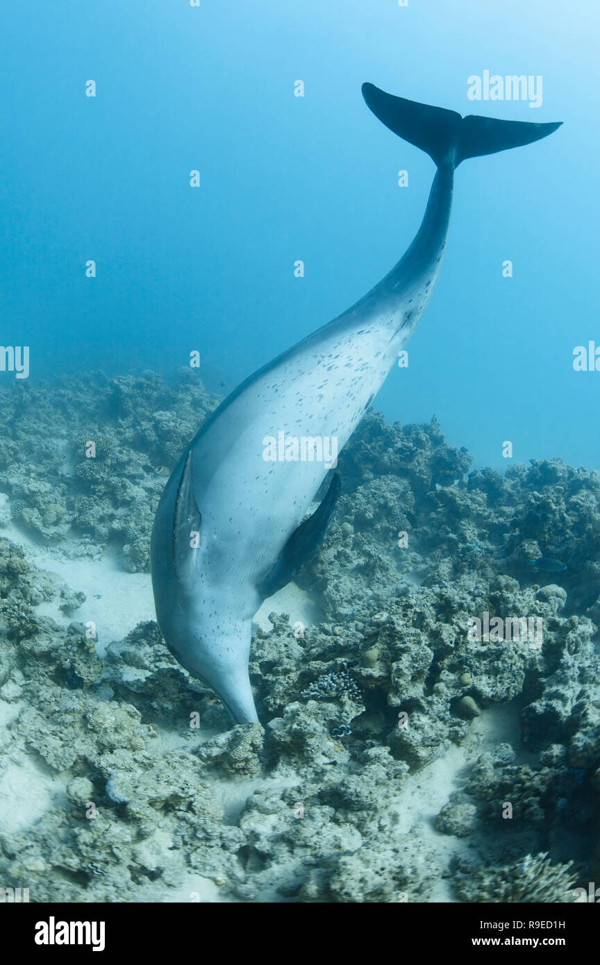 Laura, une belle grand dauphin sauvage joue avec les coraux de la Mer Rouge près de Hurghada, Egypte. Banque D'Images