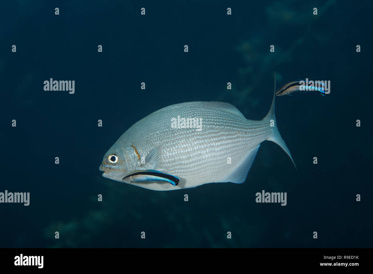 Poisson lapin Forktail obtient nettoyé par cleaner wrasse Banque D'Images