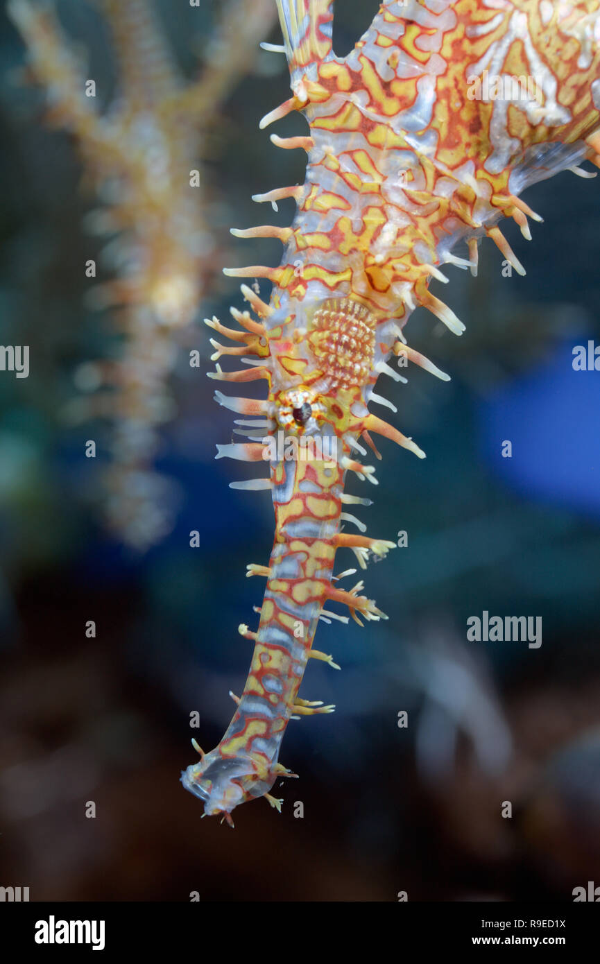 Les syngnathes ghost ornementé Banque D'Images