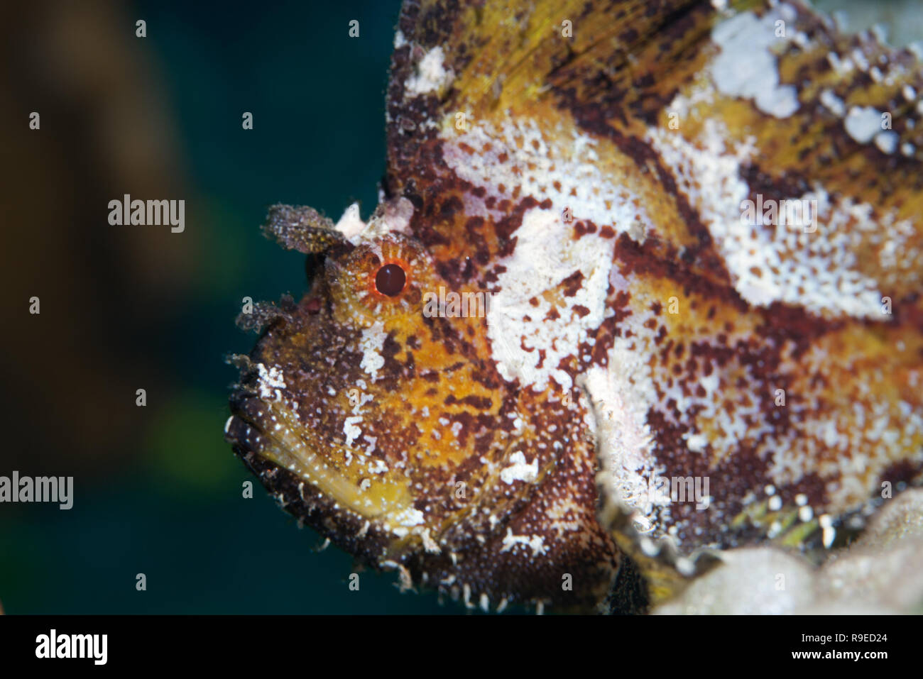 Portrait of a leaf scorpionfish dans les eaux indonésiennes Banque D'Images