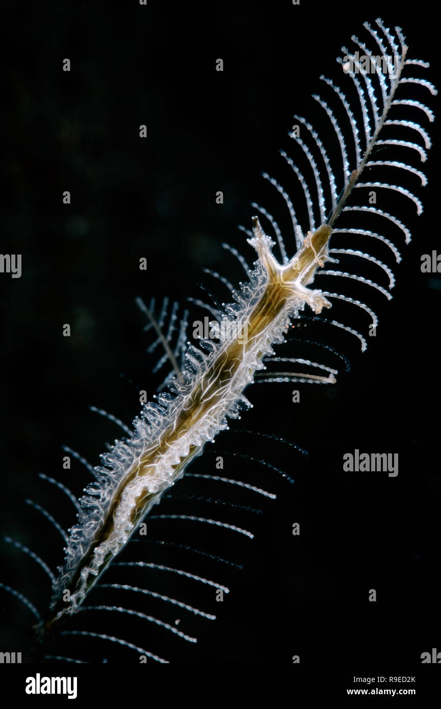 Paradis - lomanotus macro ver nudibranche la photo en gros près de l'île de Bali, Indonésie Banque D'Images