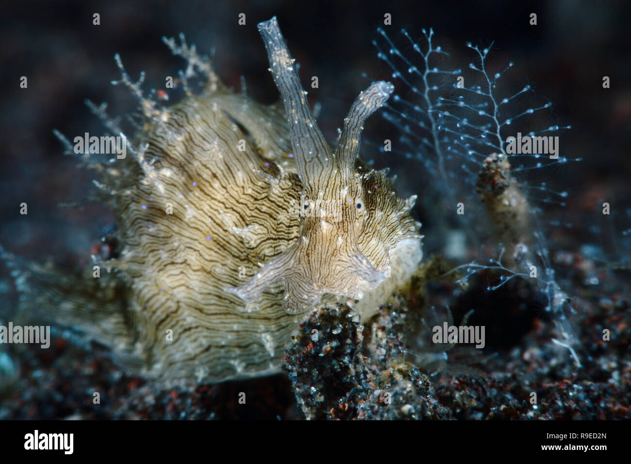 Paradis macro - le lièvre de mer bordée de la photo en gros près de l'île de Bali, Indonésie Banque D'Images