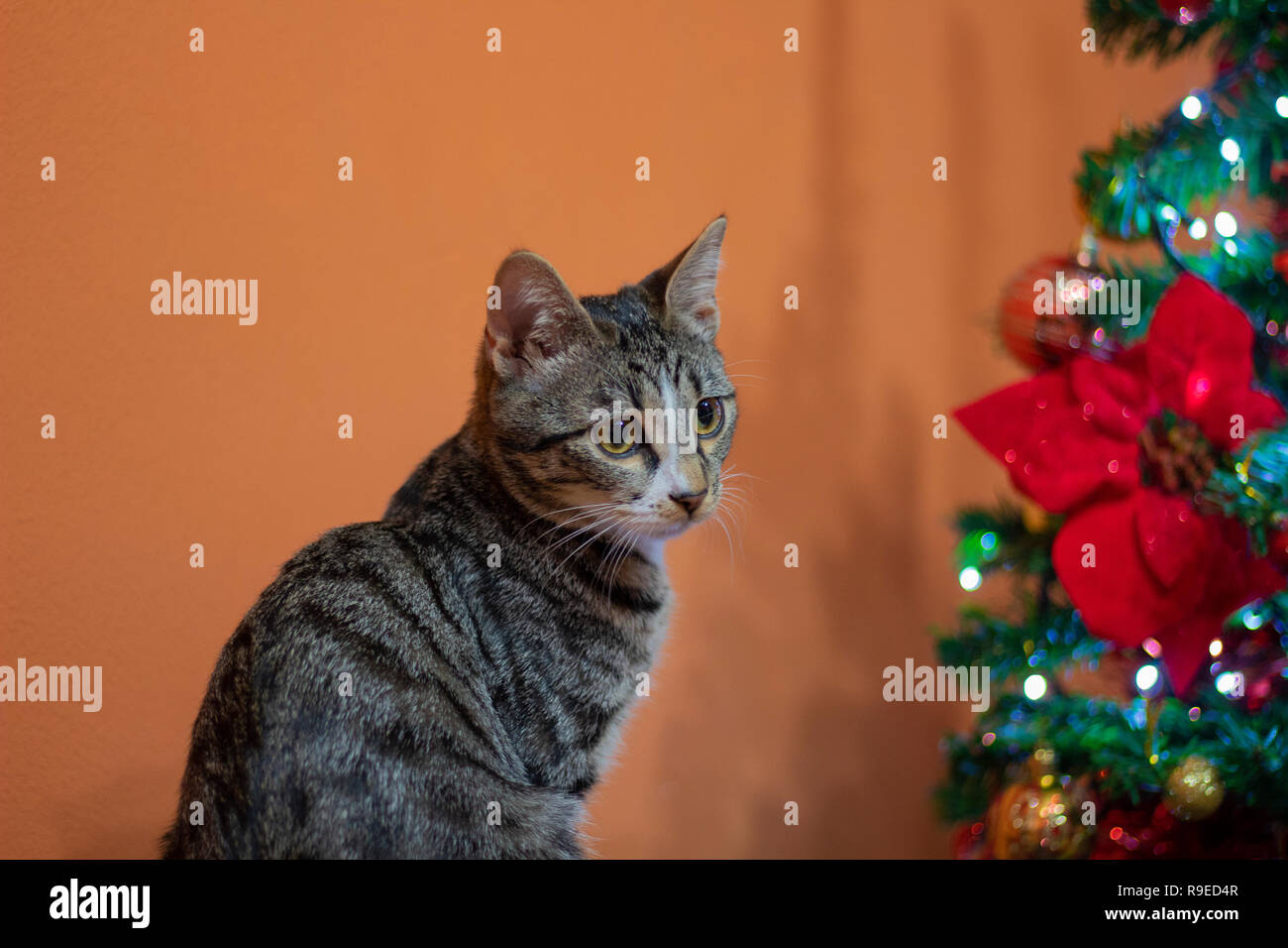 Très mignon femelle cat vous souhaite Joyeux Noël ! Banque D'Images
