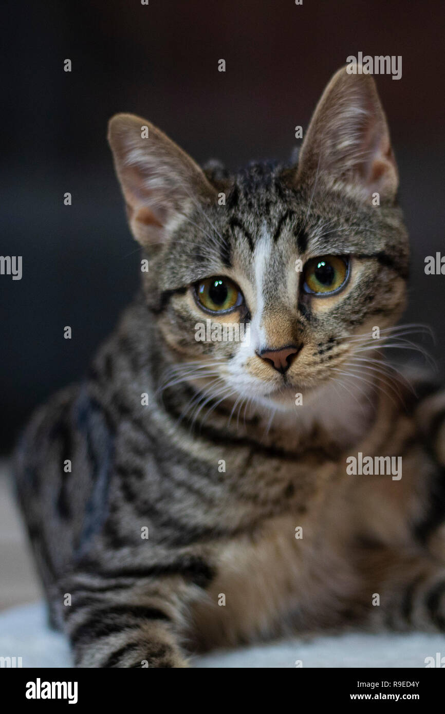 Mignon et adorable chat dans ma maison Banque D'Images