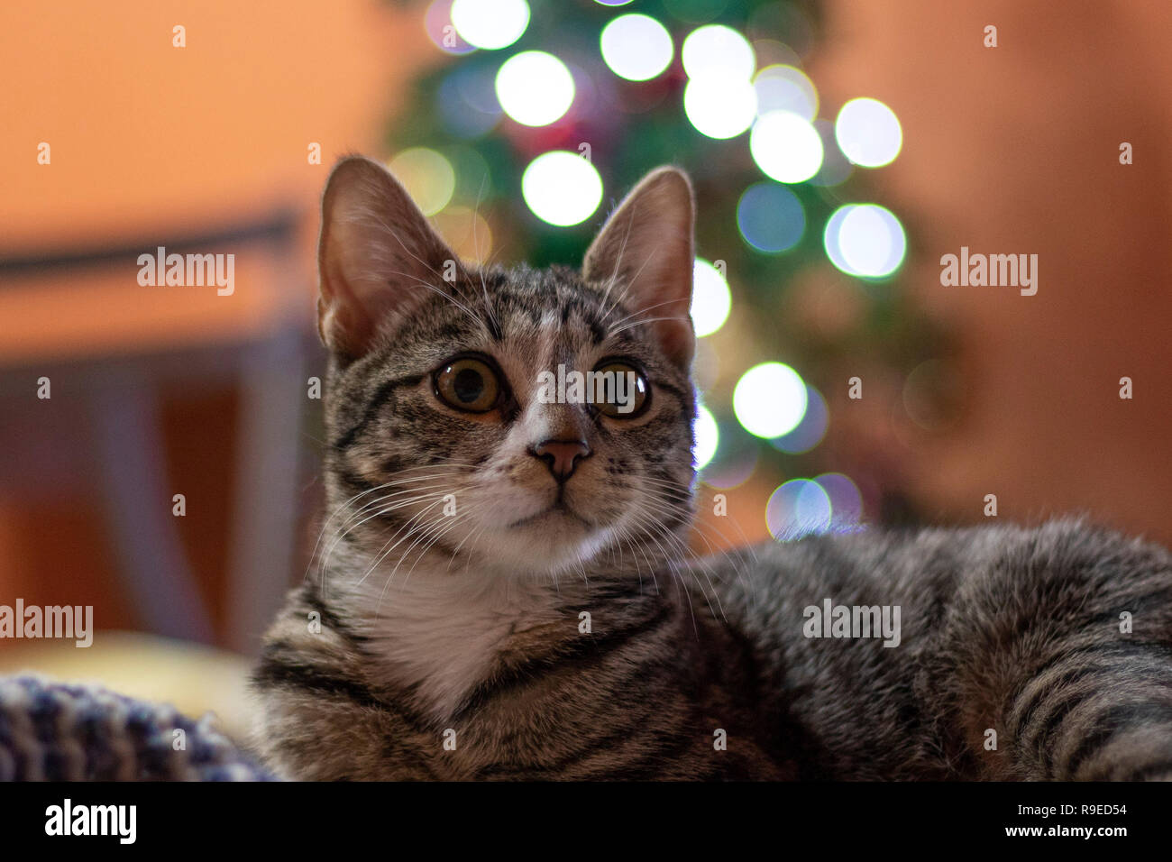 Très mignon femelle cat vous souhaite Joyeux Noël ! Banque D'Images