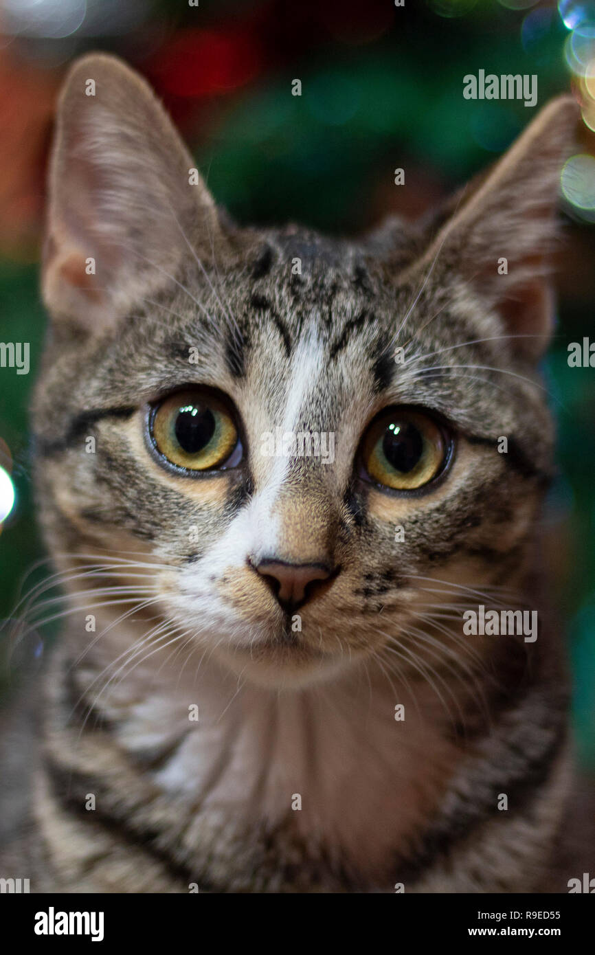 Très mignon femelle cat vous souhaite Joyeux Noël ! Banque D'Images