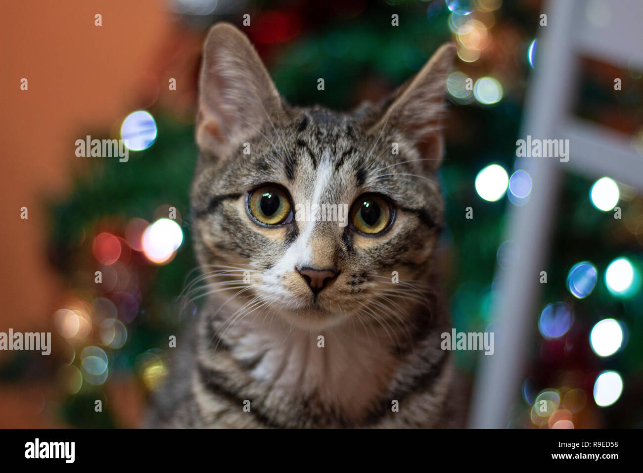 Très mignon femelle cat vous souhaite Joyeux Noël ! Banque D'Images