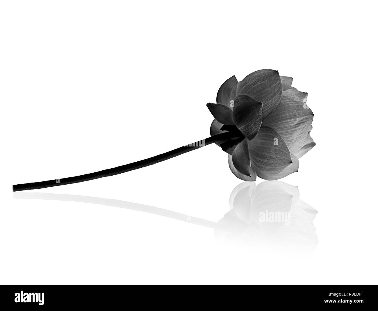 Fleur de Lotus en noir et blanc Banque D'Images