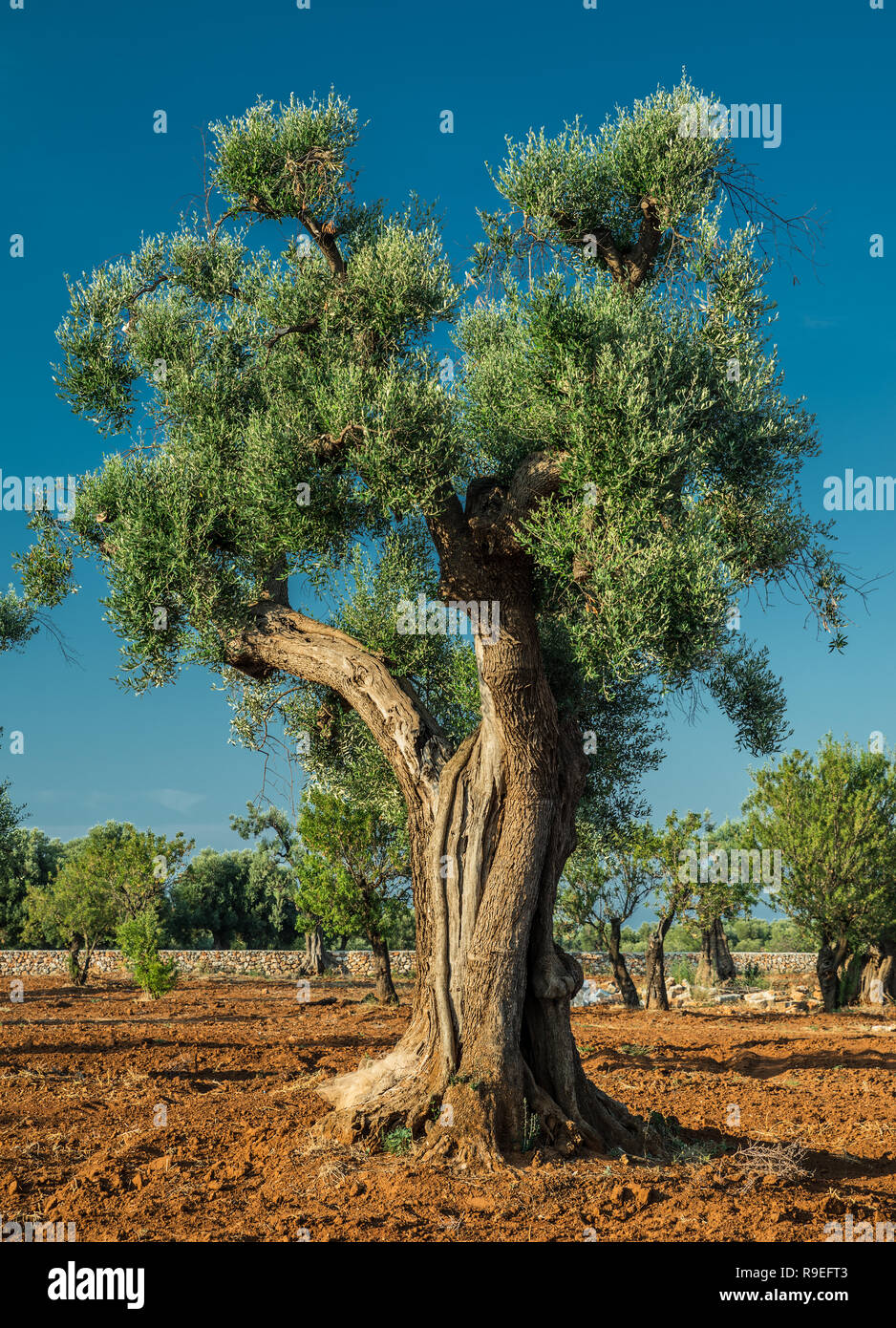 Plantation olive méditerranéenne avec un vieil olivier au premier plan. Banque D'Images