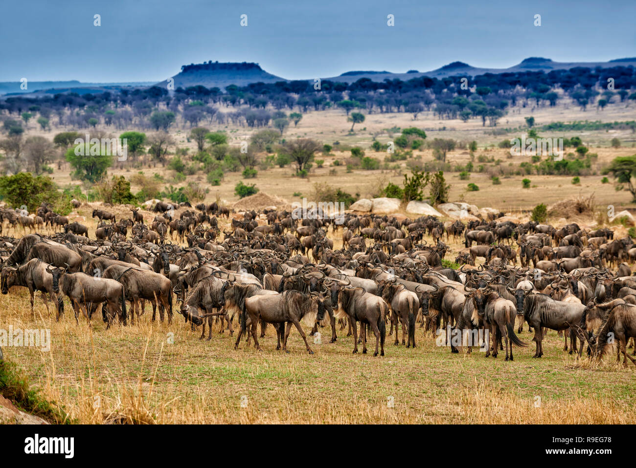 Troupeau de gnous barbu-blanche (Connochaetes taurinus wetmorethraupis sterrhopteron) sur la migration annuelle, In Serengeti National Park, site du patrimoine mondial de l'UNESCO, en Tanzanie, un Banque D'Images