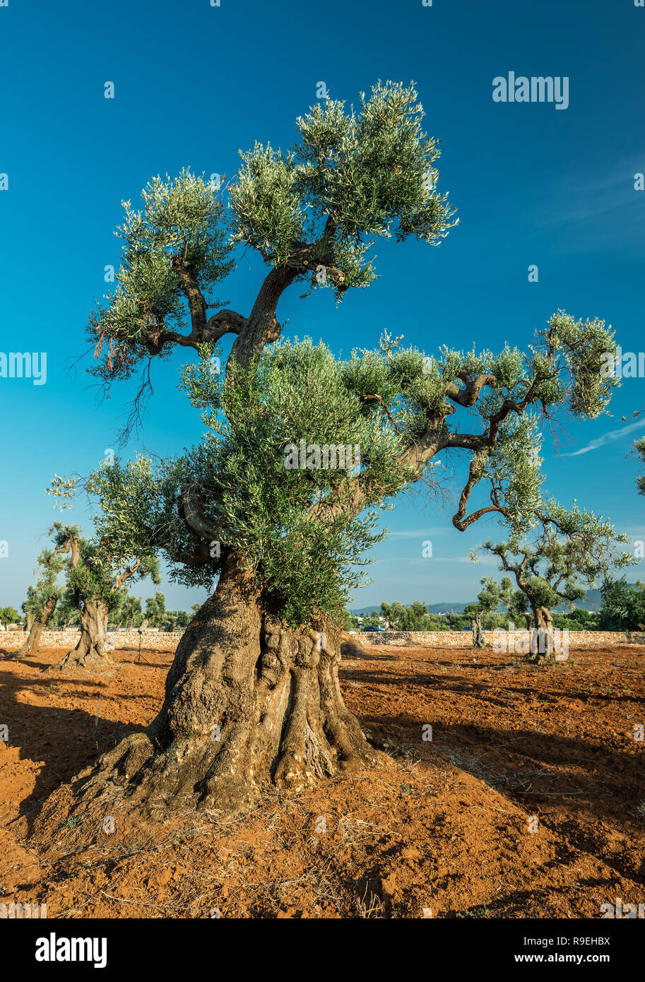 Plantation olive méditerranéenne avec un vieil olivier au premier plan. Banque D'Images
